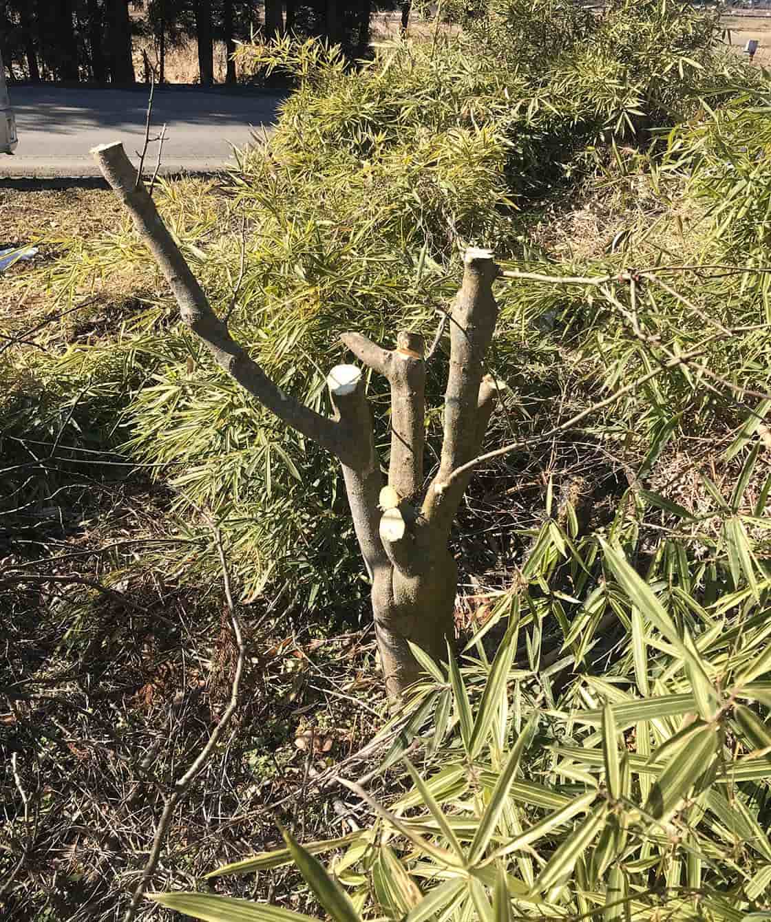 すりこぎの原料となる山椒の木の植樹